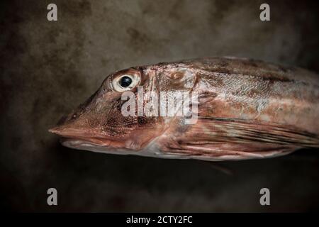 Eine rohe Wanne Gurnard, Chelidonichthys lucerna, auf einem Backblech mit Kopfbezügen dargestellt. Dorset England GB Stockfoto