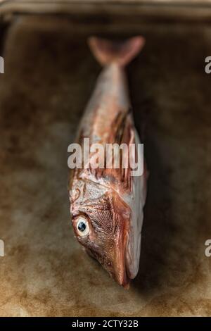 Eine rohe Wanne Gurnard, Chelidonichthys lucerna, auf einem Backblech angezeigt. Dorset England GB Stockfoto