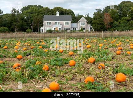 Feld der Kürbispflanzen im September auf der Bourne Farm, Falmouth, Cape Cod, Massachusetts in New England USA Stockfoto