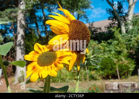 2 leuchtend gelbe Sonnenblumen, Helianthus annuus in Blüte in einem Garten Stockfoto