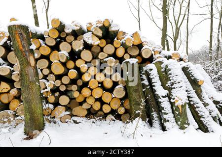 Ein Holzstapel im Winterwald Stockfoto