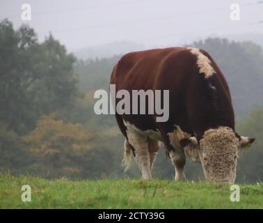 Hereford Bulle Stockfoto