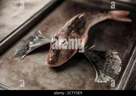 Eine rohe Wanne Gurnard, Chelidonichthys lucerna, auf einem Backblech angezeigt. Dorset England GB Stockfoto