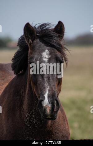 Porträt des schwarzen Pferdes Stockfoto