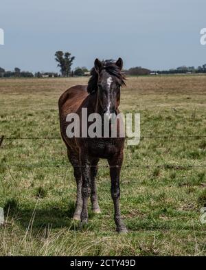 Schwarzes Pferd 1 Stockfoto