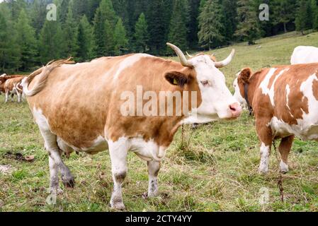 Weiße und braune Kuh auf einer Alm auf einer wolkiger Sommertag Stockfoto