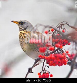 Ein Lied Vertrauen sitzt auf einem Zweig einer Eberesche Baum im Winter Stockfoto