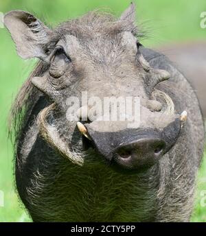 Ein gewöhnlicher Warzenschwein (Phacochoerus africanus) hat sich mit seiner muskulösen Schnauze in feuchtem Boden zur Nahrung verwurzelt. Arusha Nationalpark. Arusha, Tansania. Stockfoto