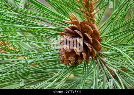 Ponderosa Kiefernkegel; Crane Prairie Reservoir, Deschutes National Forest, Cascade Mountains, Zentral-Oregon. Stockfoto