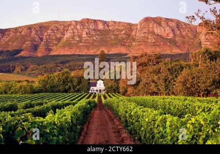 Buitenverwachting Wine Estate in Constantia, Kapstadt, Südafrika Stockfoto