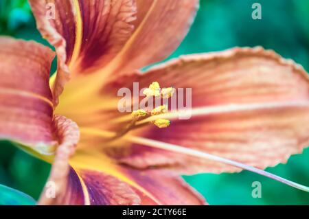 Taglilienblüte aus der Nähe, sichtbarer Kern, Staubgefäße, Pollen auf grünem Hintergrund. Tag Lilie Blume in Blüte Stockfoto