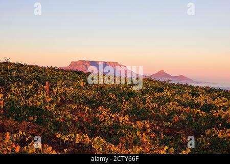 Blick von Durbanville Vineyards auf den Tafelberg, Kapstadt, Südafrika Stockfoto