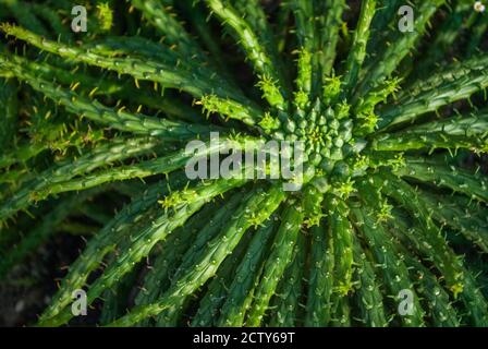 Zentrum der Euphorbia Gorgonis auch bekannt als Medusa Head Pflanze, afrikanische Sukkulente Nahaufnahme Stockfoto