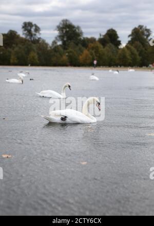 Der Herbst beginnt in Kensington Gardens mit Blick auf den Round Pond und die Queens Swans, London. Stockfoto