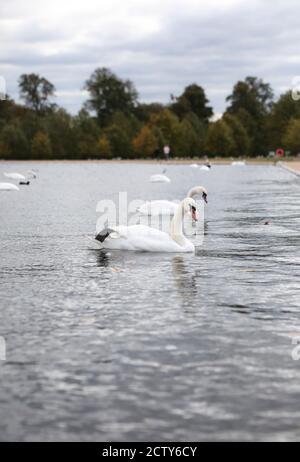 Der Herbst beginnt in Kensington Gardens mit Blick auf den Round Pond und die Queens Swans, London. Stockfoto