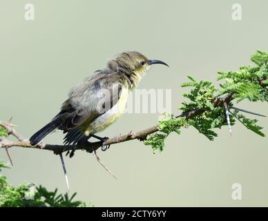 Ein weiblicher variabler Sonnenvogel (Cinnyris venustus), der in einem dornigen Akazienbaum steht, ist im Vergleich zu ihrem prächtigen Partner dumpf. Sanya Juu, Boma Ngombe, Tanzani Stockfoto