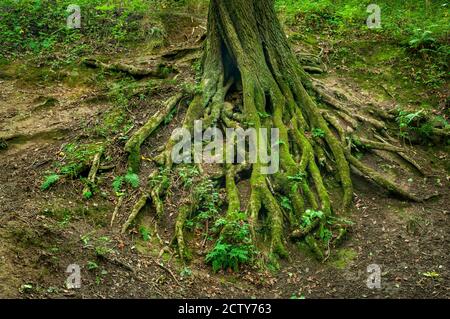 Großer Baum mit freiliegenden Wurzeln an einem steilen Hang im Wald. Stockfoto