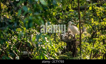 Weißvogel Egretta garzetta mit schönen Sonnenuntergang Licht, kleine Reiher kümmern sich um das Nest und Küken auf Baum des Sees im Waldpark in Taipei, capi Stockfoto