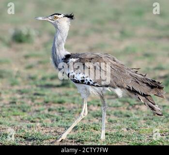 Ein kori bustard (Ardeotis Kori). Sinya Wildlife Management Area, Tansania. Stockfoto