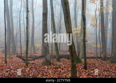 Wunderschöne Wisconsin Eis Natur Hintergrund. Landschaftlich reizvolle Herbstlandschaft im Nebelwald. East Bluff Wanderweg am Devils Lake State Park, Baraboo WI USA Stockfoto