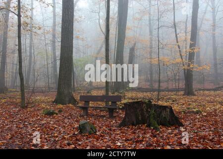 Wunderschöne Wisconsin Eis Natur Hintergrund. Landschaftlich reizvolle Herbstlandschaft im Nebelwald. East Bluff Wanderweg am Devils Lake State Park, Baraboo WI USA Stockfoto