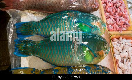 Bunte Papageienfische werden auf einem beliebten Marktplatz verkauft, wo viele traditionelle Lebensmittel gekauft werden können, in Taiwan. Einkaufen gekühlter Parrotfisch auf dem Display Stockfoto