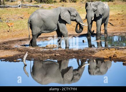 Zwei Erwachsene männliche Elefanten spiegeln sich in der Wasserstelle in Botswana, Südafrika. Reflexion. In freier Wildbahn. 2011 Stockfoto