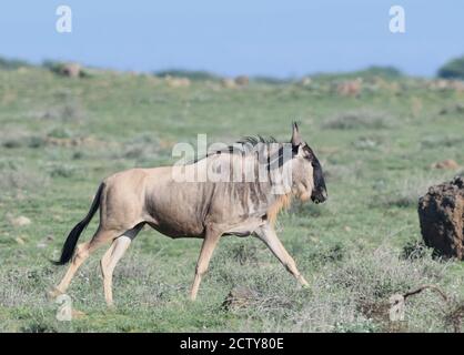 Ein blauer Gnus (Connochaetes taurinus) in braunem Sommerrasen. . Sinya Wildlife Management Area, Tansania. Stockfoto