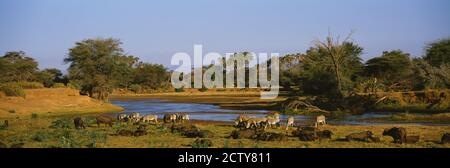 Grevys Zebra und afrikanische Büffel grasen auf einer Landschaft, Samburu, Kenia Stockfoto