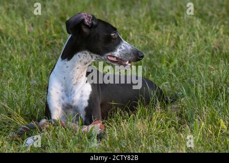 Kleine spotty Greyhound spielen auf Green Grass Spielplatz Stockfoto