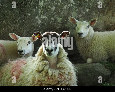 Erschrocken hinterleuchtete Schafschafe mit ihren 2 Lämmern neben großen grauen Stein Felsblock mit Flechten in Cumbria, England, Großbritannien Stockfoto