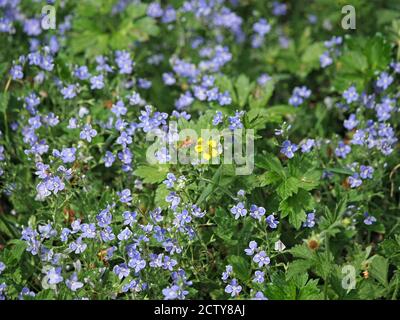 Einfarbiger Blütengelb Wiesenfalter (Ranunculus acris) in einem Meer von blassblauen Blüten von Germander speedwell (Veronica chamaedrys) in Cumbria, UK Stockfoto