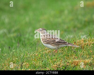 Profilportrait einer eurasischen Skylark (Alauda arvensis), die auf dem kurzen grünen Gras einer Hochlandwiese in Cumbria, England, UK, nach Insekten aufsuche Stockfoto