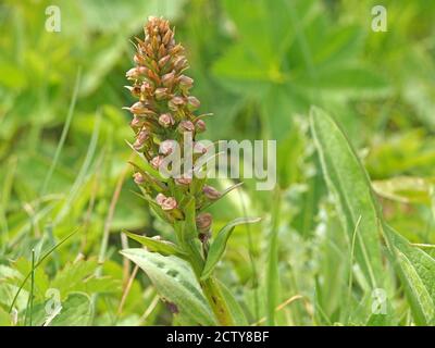 Grüne Blüten mit rosa gefärbt auf Blütenspitze von Frosch Orchidee (Coeloglossum viride) am grasbewachsenen Straßenrand in Cumbria, England, Großbritannien Stockfoto