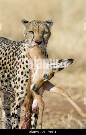Nahaufnahme eines Geparden, der seinen Tod trägt Stockfoto