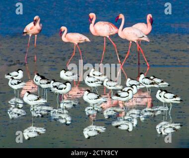 Avocets und Flamingos stehen im Wasser, Ngorongoro Krater, Ngorongoro Conservation Area, Tansania Stockfoto