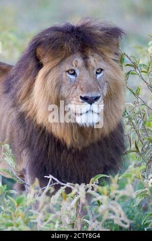 Nahaufnahme eines schwarzen Mähne Löwen, Ngorongoro Krater, Ngorongoro Conservation Area, Tansania Stockfoto