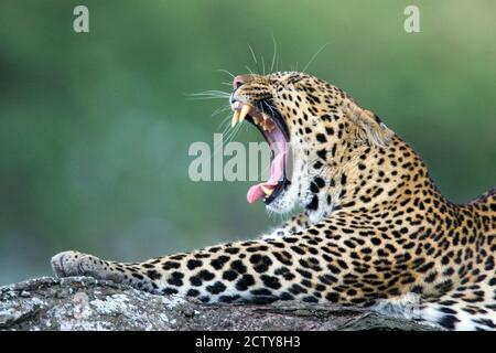 Nahaufnahme eines gähnenden Leoparden, Ngorongoro Conservation Area, Arusha Region, Tansania (Panthera pardus) Stockfoto