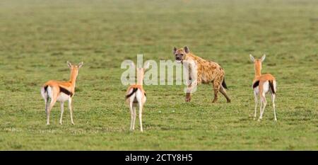 Drei Gazelle (Gazella thomsoni) und eine gepunktete Hyäne (Crocuta crocuta) auf einem Feld, Ngorongoro Conservation Area, Tansania Stockfoto