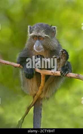 Nahaufnahme eines Blauen Affen auf einem Ast, Lake Manyara, Arusha Region, Tansania (Cercopithecus mitis) Stockfoto