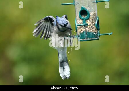 Blaue Eichelhäher kämpfen um Nahrung am Futterhäuschen Stockfoto