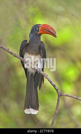 Kröner Hornbill auf einem Ast, Lake Manyara, Arusha Region, Tansania (Tockus alboterminatus) Stockfoto