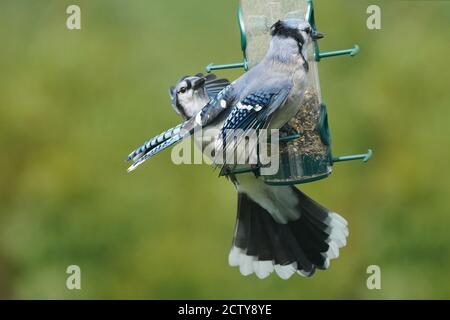 Blaue Eichelhäher kämpfen um Nahrung am Futterhäuschen Stockfoto