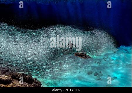 Galapagos Pinguin (Spheniscus mendiculus) schwimmend unter Wasser, Galapagos Inseln, Ecuador Stockfoto