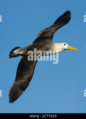 Gewellter Albatros (Diomedea irrorata) am Himmel, Galapagos-Inseln, Ecuador Stockfoto