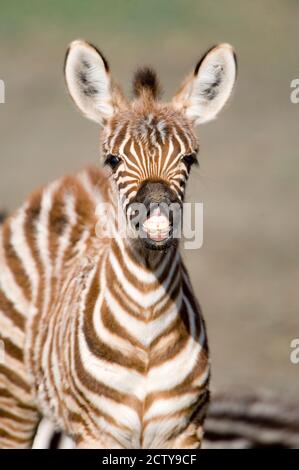 Nahaufnahme eines Burchell-Zebrafohls (Equus burchelli), Krater Ngorongoro, Ngorongoro, Tansania Stockfoto