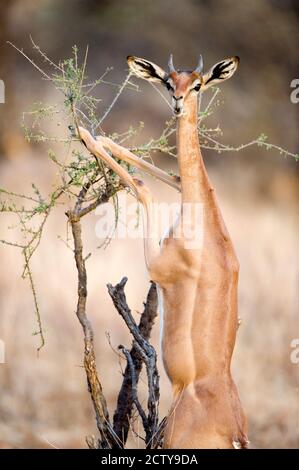 Weibchen gerenuk (Litocranius waller), die Blätter fressen, Samburu-Nationalpark, Rift Valley Province, Kenia Stockfoto