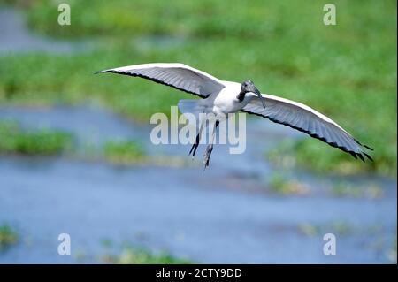 Heiliges Ibis (Threskiornis aethiopicus) im Flug, Ngorongoro Krater, Ngorongoro, Tansania Stockfoto