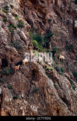 Eine Herde brauner, weißer und schwarzer Ziegen klettert auf einer sehr steilen Klippe auf der Suche nach Nahrung und Steinsalz in der jordanischen Wüste. Sie haben perfekten Balan Stockfoto
