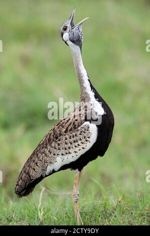 Schwarzbauchtrappe (Lissotis melanogaster) ruft in einem Feld, Ngorongoro Krater, Ngorongoro, Tansania Stockfoto